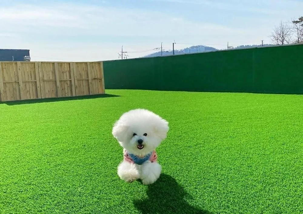 Glamdog Dog Pension Yeongheungdo Branch Incheon 3*,  South Korea